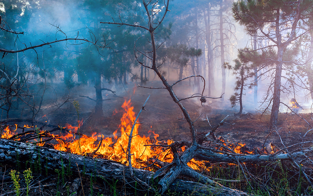 forest-fire-detection.png